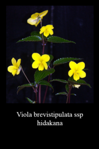 Miniskylt växtinfo